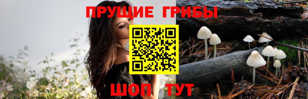 Галлюциногенные грибы Psilocybine cubensis Вятские Поляны